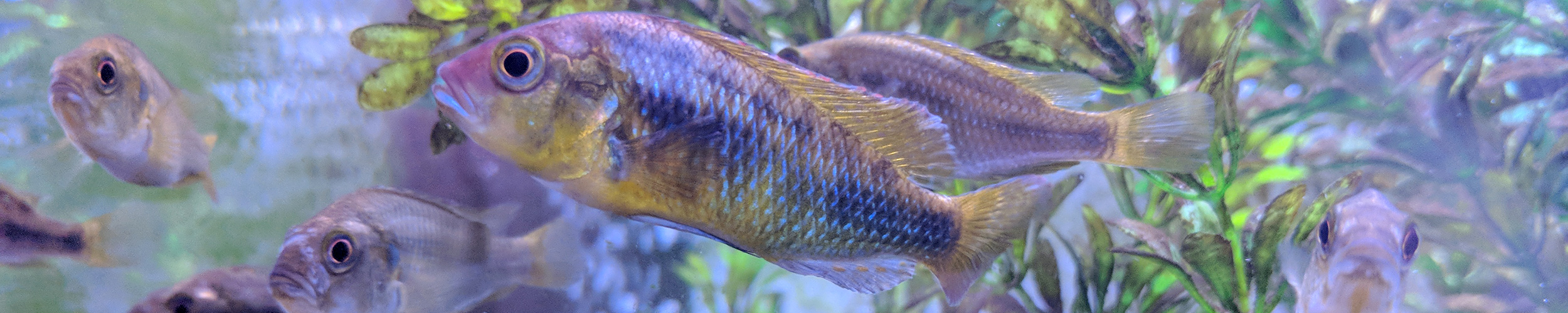 A group of violet and gold cichlid fish 