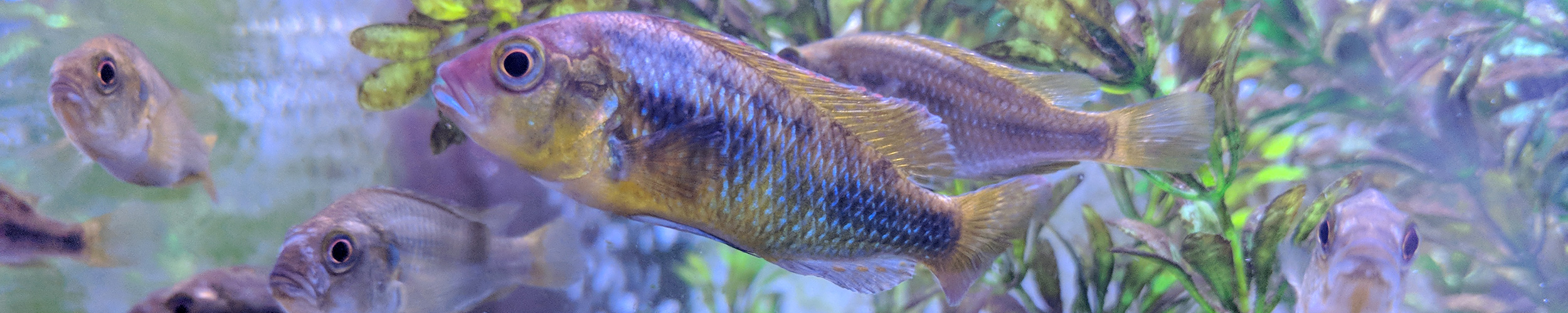 A group of violet and gold cichlid fish