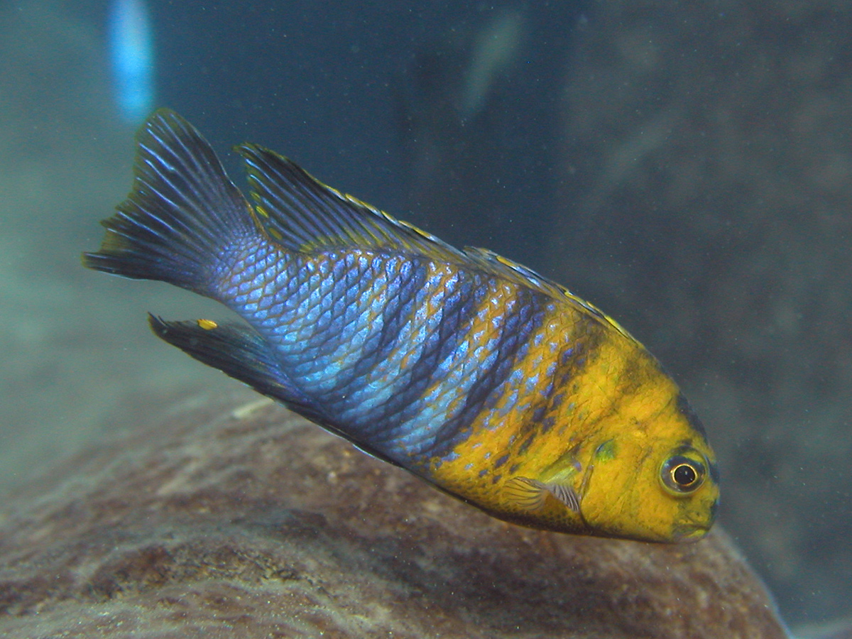 A blue and yellow striped cichlid fish