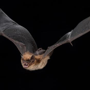 brown bat image